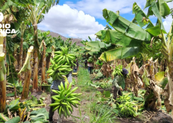 SAG fortalece la producción y comercialización de plátano