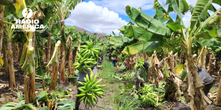 SAG fortalece la producción y comercialización de plátano