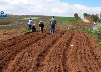 SAG anuncia medidas para contribuir a la producción y abastecimiento de granos básicos