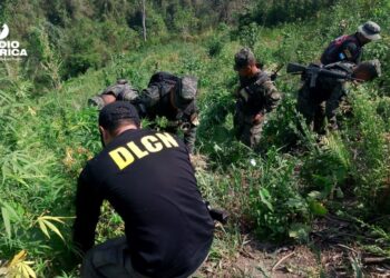FFAA asegura más de 2,900 plantas de marihuana en Olancho