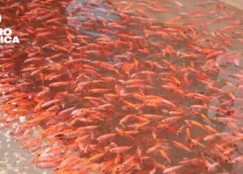 Gobierno destaca crecimiento de producción de tilapia de un 6%