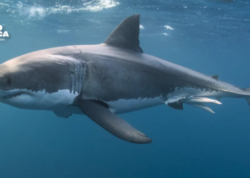Muere un hombre tras ser atacado por un tiburón en Australia