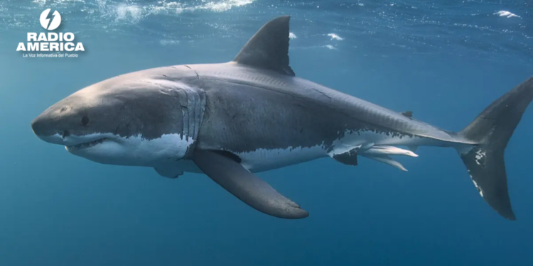Muere un hombre tras ser atacado por un tiburón en Australia