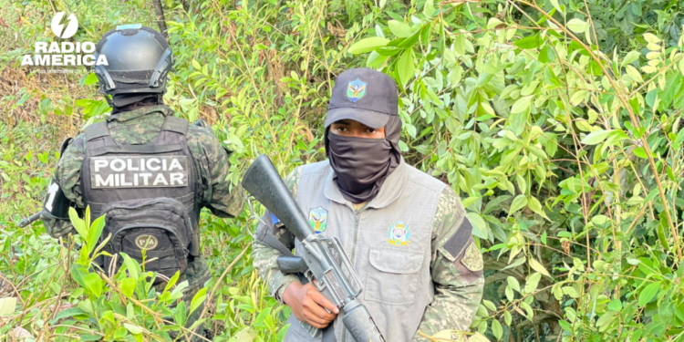 FFAA aseguran dos plantaciones con 16,500 arbustos de hoja de coca en Atlántida.