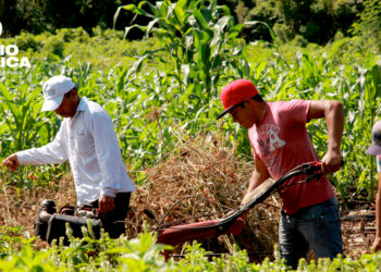 IICA aboga por fortalecer sistemas agroalimentarios de América para la estabilidad global