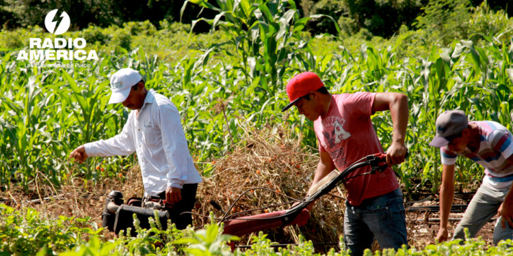 IICA aboga por fortalecer sistemas agroalimentarios de América para la estabilidad global