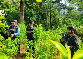 DNPA localiza y asegura plantación con más de 21 mil arbustos de hoja de coca en Colón