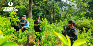 DNPA localiza y asegura plantación con más de 21 mil arbustos de hoja de coca en Colón