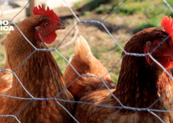 Sacrifican 32.000 gallinas en una granja hondureña por un caso confirmado de gripe aviar