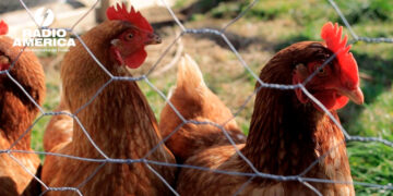 Sacrifican 32.000 gallinas en una granja hondureña por un caso confirmado de gripe aviar