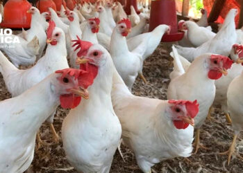 Honduras refuerza acciones contra la influenza aviar, para proteger producción avícola y garantiza abastecimiento de pollo y huevo
