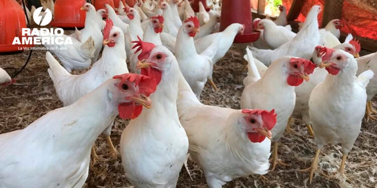 Honduras refuerza acciones contra la influenza aviar, para proteger producción avícola y garantiza abastecimiento de pollo y huevo