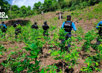 Autoridades aseguran tres plantaciones de supuesta hoja de coca y una estructura rústica en Colón