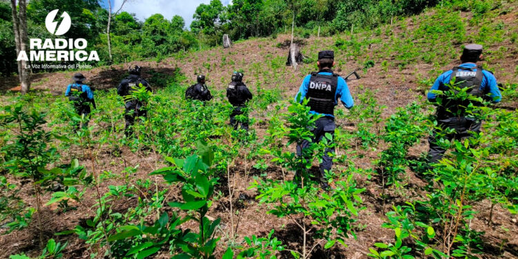 Autoridades aseguran tres plantaciones de supuesta hoja de coca y una estructura rústica en Colón