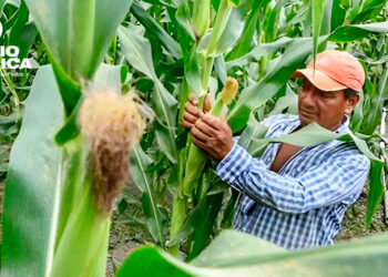 Prograno alerta que la poca lluvia, alto costo de insumos y falta de financiamiento afectan la producción de maíz y frijol