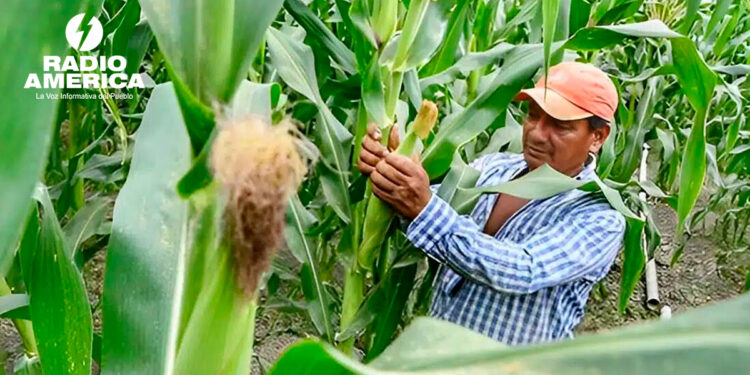 Prograno alerta que la poca lluvia, alto costo de insumos y falta de financiamiento afectan la producción de maíz y frijol