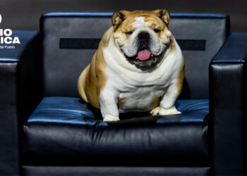 Proponen en Uruguay otorgar un día de licencia laboral remunerada por muerte de mascota