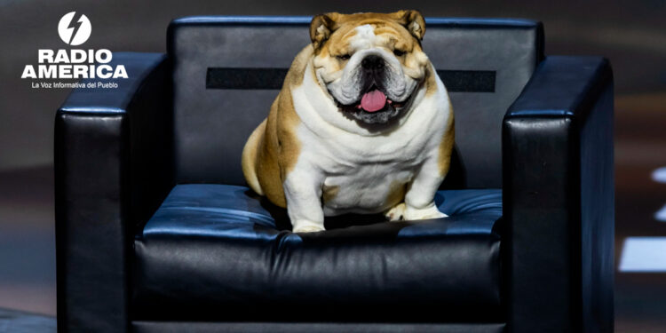 Proponen en Uruguay otorgar un día de licencia laboral remunerada por muerte de mascota