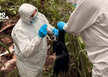 SENASA fortalece medidas sanitarias tras detección de Influenza Aviar en aves silvestres