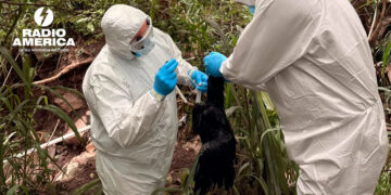 SENASA fortalece medidas sanitarias tras detección de Influenza Aviar en aves silvestres