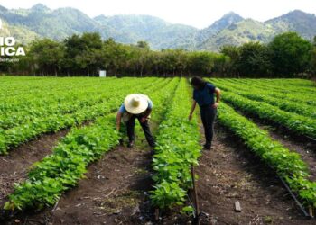 SAG-DICTA apuesta por tecnologías para fortalecer la producción agrícola