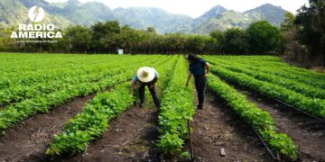 SAG-DICTA apuesta por tecnologías para fortalecer la producción agrícola