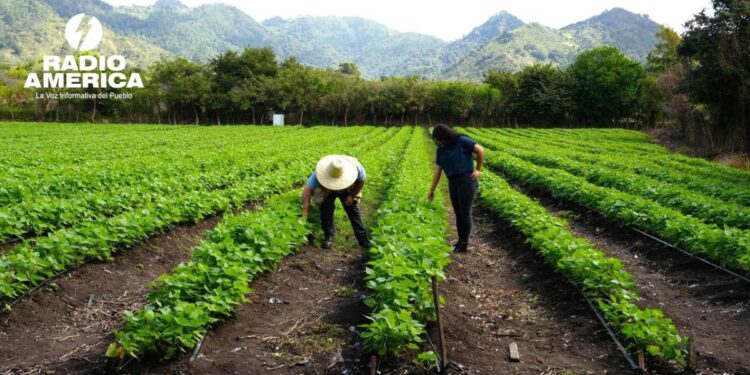 SAG-DICTA apuesta por tecnologías para fortalecer la producción agrícola