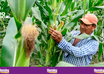 Prograno alerta que la poca lluvia, alto costo de insumos y falta de financiamiento afectan la producción de maíz y frijol