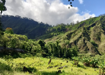 FFAA asegura plantación con 5,000 arbustos de hoja de coca en Iriona, Colón