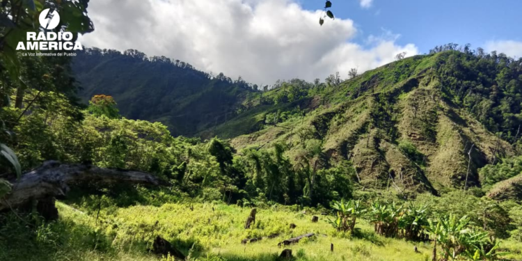 FFAA asegura plantación con 5,000 arbustos de hoja de coca en Iriona, Colón