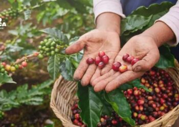 Ingresos por exportación de café de Honduras suben 18,5 % en ocho meses de cosecha actual