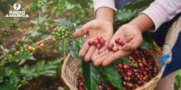 Ingresos por exportación de café de Honduras suben 18,5 % en ocho meses de cosecha actual
