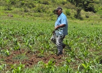 Importar granos no es solución contra la inseguridad alimentaria en Honduras, dice experto