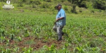 Importar granos no es solución contra la inseguridad alimentaria en Honduras, dice experto