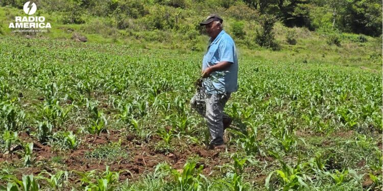 Importar granos no es solución contra la inseguridad alimentaria en Honduras, dice experto