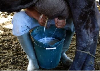 Gobierno, productores e industria revisan los desafÃos del sector lácteo