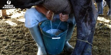 Gobierno, productores e industria revisan los desafíos del sector lácteo