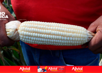 Gobierno, agroindustria y productores fijan precio de compraventa de maíz blanco a 680 lempiras por quintal