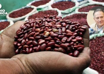 IHMA mantiene reservas de frijol por encima de la meta, asegura viceministro