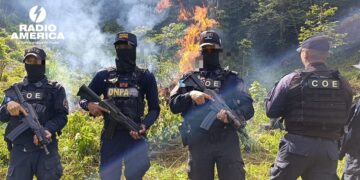 Policía antidrogas elimina plantación de hoja de coca y destruye laboratorio en Olancho
